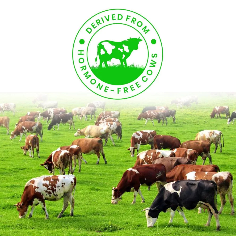 NATURALTEIN 100% Natural Whey Protein – Max Chocolate (24g protein) 1KG